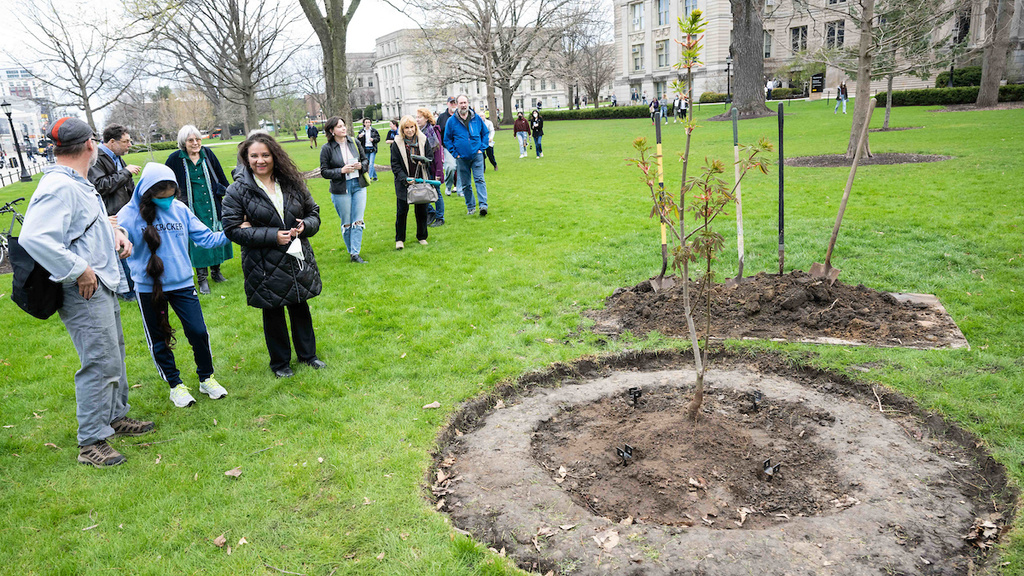 planting anne frank tree