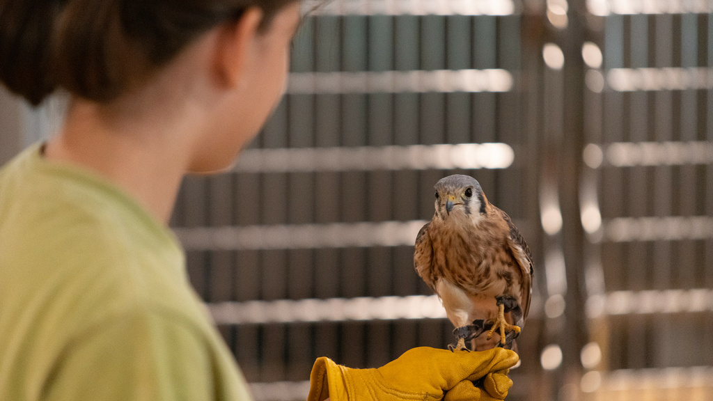 women holding a falcon